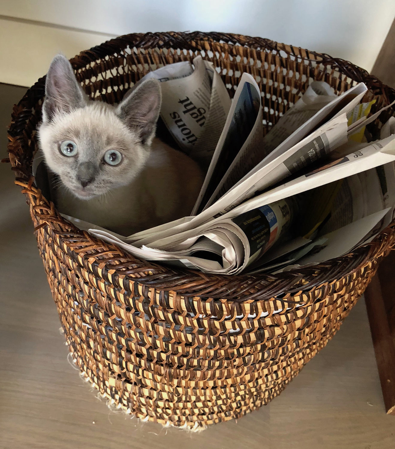 Pic of the Litter: Simon